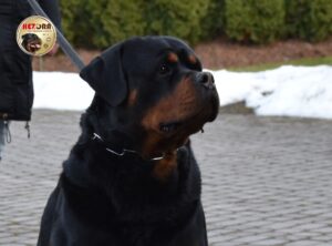 LEIF aus der Wildnis