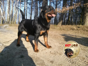 KIKA vom Hause Haase